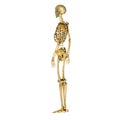 Skeleton Royalty Free Stock Photo